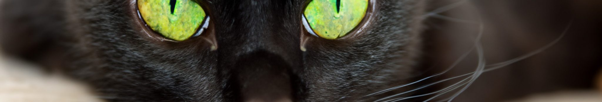 Black Cat with Green Eyes 2